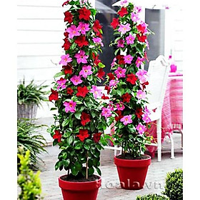 Hoa leo HỒNG ANH màu đỏ siêu đẹp -chậu cây đang hoa, đang vươn leo khỏe