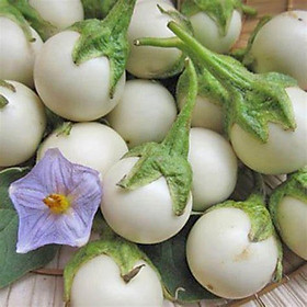 Mua Hạt giống Cà Pháo Trắng Quả Tròn ( Gói 1gram ) - Hạt giống rau củ quả