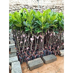 MÍT RUỘT ĐỎ NHIỀU QUẢ