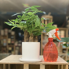 Cây Kim Ngân tam lộc để bàn