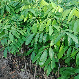 Cây nhãn lồng hương yên