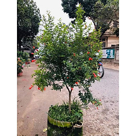 Mua Cây lựu một thân cao 1.5m sẵn hoa