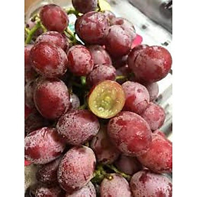 CÂY GIỐNG NHO KẸO NGỌT MỸ DÒNG QUẢ SỚM, CAM KẾT GIỐNG CHUẨN F1 + Tặng 01 cây dâu da đất