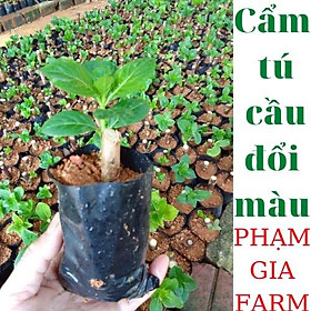 Cây giống Cẩm tú cầu đổi màu siêu đẹp dễ trồng