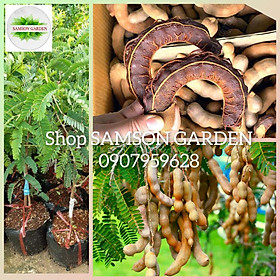 Mua ️ Cây Giống ️  Cây Me Thái Giống cao 80-100cm Siêu Trái Quả Ngọt Sai Dễ Trồng