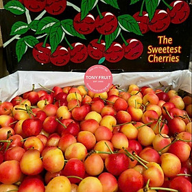 Trái Cây Tươi Cherry Vàng Mỹ size 9-9.5 Giòn, Ngọt
