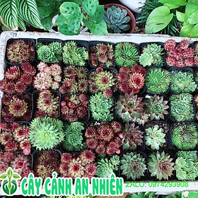 Mua Sen Đá Phật Bà