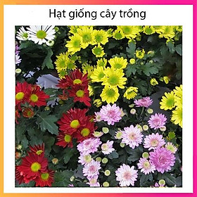 Mua Hạt giống hoa cúc Đà Lạt Nhiều Màu