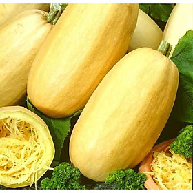Mua Hạt giống Bí Sợi Mì Ý Spaghetti - gói 01gr