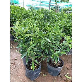 CÂY QUẤT NGỌT CHO NHIỀU TRÁI QUẢ NGỌT