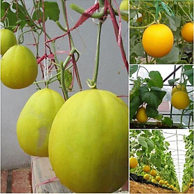 Combo 4 gói Hạt giống dưa kim cô nương F1 -gói 10 hạt-tặng kèm gói phân bón lót