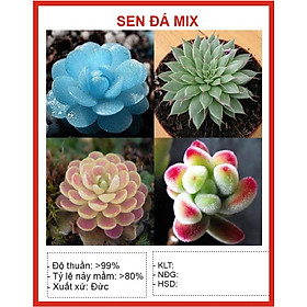Mua Hạt giống Hoa Sen đá 20 Hạt