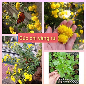 Mua Cúc chi vàng rủ làm trà(bầu cây giống ổn định)