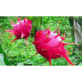 COMBO 10 CÂY GIỐNG CÂY THANH LONG VỎ ĐỎ RUỘT TRẮNG MỌNG THỊT BÌNH THUẬN, QUẢ SỚM, SIÊU QUẢ , SIÊU NGỌT, SIÊU NĂNG SUẤT