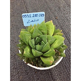 Cây sen đá ngọc lá lớn bụi 9-10cm