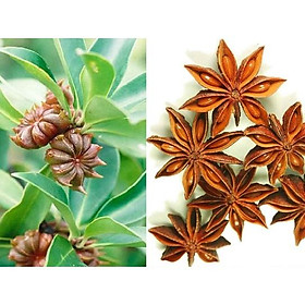 Mua Cây hồi giống