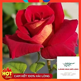 Hoa Hồng Thân gỗ DARK Night Rose - Đẹp, độc, lạ Màu đỏ thẫm, phần cuối màu đen -đỏ - thơm dịu nhẹ
