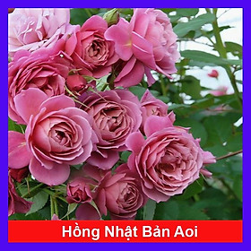 Hoa Hồng Nhật Bản Aoi  + tặng phân bón