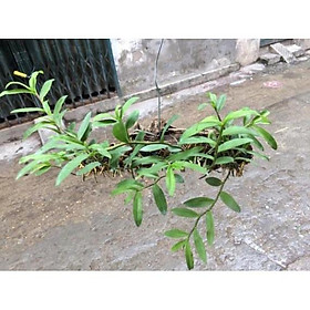 Mua 1 bó lan phi điệp vàng rừng tây bắc siêu to  hoa siêu đẹp