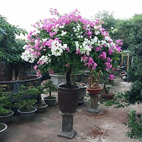 Mua Cây giống hoa giấy nhiều màu
