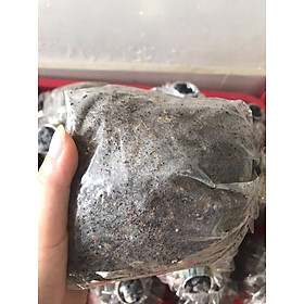 Mua MEO NẤM RƠM LOẠI SIÊU TO (NỮA KÝ)