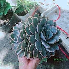 Mua Sen Đá Size Đại Sinh Đôi