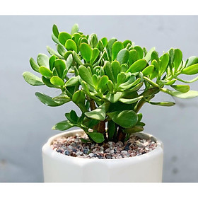 Cây để bàn sen đá ngọc bích