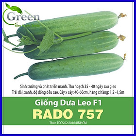 Hạt Giống Dưa Leo F1