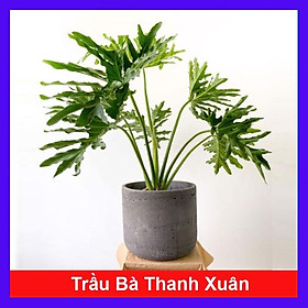 Mua Trầu Bà Thanh Xuân - Cây cảnh trong nhà + Tặng phân bón cho cây