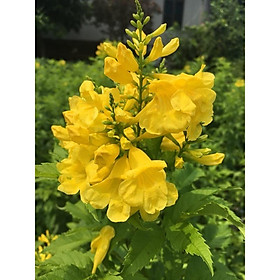 COMBO 03 cây giống HOA CHUÔNG VÀNG