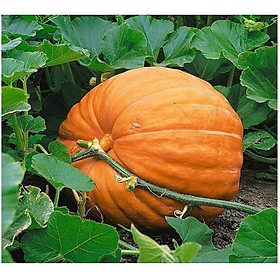 Mua Hạt giống bí ngô khổng lồ ( bí đỏ ) - Gói 5 hạt/Tặng kèm gói phân bón lót