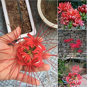 Mua Combo 3 củ giống hoa bỉ ngạn hoa màu đỏ (kèm 3 viên nén kích ươm củ nhanh nảy mầm)