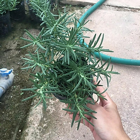 Mua Cây Hương Thảo(Rosemary) Cực Thơm Làm Gia Vị Đuổi Muỗi Hiệu Quả (Cây Size Như Hình)