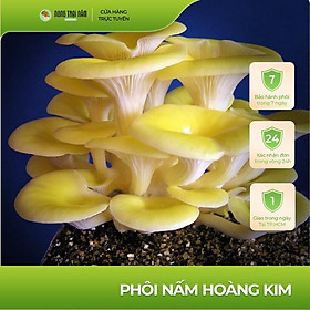 Phôi nấm Hoàng Kim  - Trồng nấm tại nhà, an toàn tiết kiệm - Nota Farm
