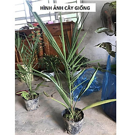 Cây giống chà là Nam Mỹ, loại cây cảnh, cây công trình mang nét đẹp mạnh mẽ đầy hoang sơ, cây giống cao 50cm dễ trồng