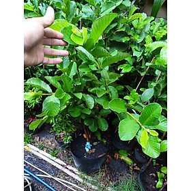 Cây ổi đang có trái hoặc sắp có trái giống ổi ruby- ổi nữ hoàng- ổi lê