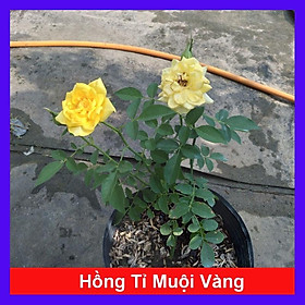 Cây Hoa Hồng Tỉ Muội Vàng - cây cảnh để bàn + tặng phân bón cho cây