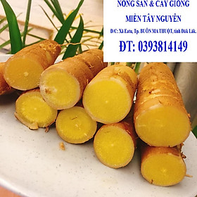 6 KG CỦ tươi KHOAI MÌ [ SẮN ] RUỘT VÀNG DẺO [ TƯƠI, SẠCH, AN TOÀN, NHÀ TỰ TRỒNG trong rẫy cà phê  ] [ GHN ]