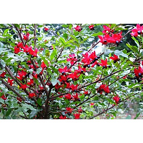 CÂY GIỐNG MAI TỨ QUÝ, MAI VÀNG TỨ QUÝ - CGMVTQBN