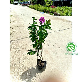 Cây bằng lăng thái siêu hoa - Hoa nở quanh năm cao 1m2 (Ảnh thật