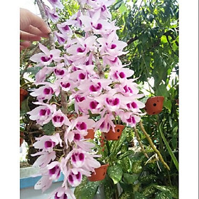 Mua phi điệp(giả hạc) tím thái hàng gieo hạt