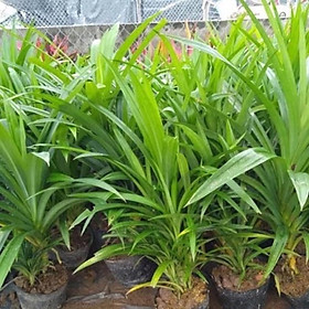 Cây lá nếp chuẩn  cao 30cm -Không giao dc 19 tỉnh Miền Nam