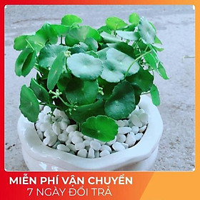 Chậu Cỏ Đồng Tiền