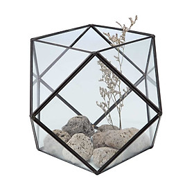 Mua Cây Tiểu Cảnh TERRARIUM-A  Index Living Mall