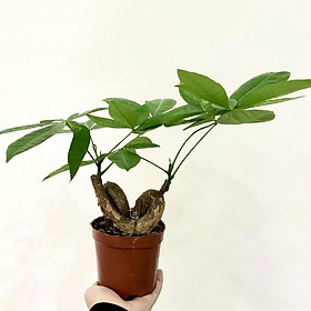 Cây Kim Ngân Nơ để bàn chậu sứ cao cấp
