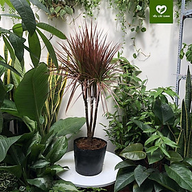 Cây Huyết Phất Dụ nội thất