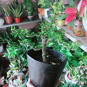 Cây Cần Thăng Bonsai