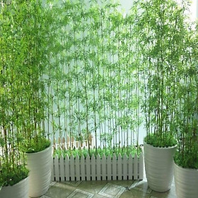 Mua Cây trúc quân tử cao 1m5-1m7 khoẻ mạnh dễ chăm (1 thân)