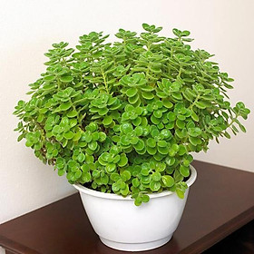 Mua NHẤT MẠT HƯƠNG (SEN ĐÁ LÁ THƠM )