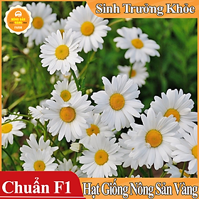 Hạt giống Hoa Cúc Họa Mi Trắng ( Gói 0,03 gram ) - Nông Sản Vàng